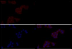 Invitrogen alpha Catenin Polyclonal Antibody 100 μL; Unconjugated:Antibodies,