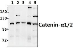 Invitrogen alpha Catenin Polyclonal Antibody 100 μL; Unconjugated:Antibodies,