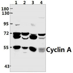 Invitrogen Cyclin A Polyclonal Antibody 100 &mu;L; Unconjugated:Antibodies,