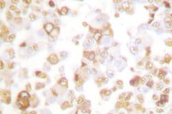 Invitrogen Cyclin F Polyclonal Antibody 100 &mu;L; Unconjugated:Antibodies,