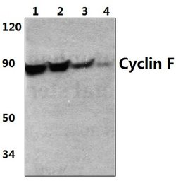Invitrogen Cyclin F Polyclonal Antibody 100 &mu;L; Unconjugated:Antibodies,