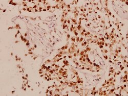 Invitrogen Cyclin L1 Polyclonal Antibody 100 &mu;L; Unconjugated:Antibodies,