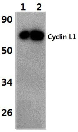 Invitrogen Cyclin L1 Polyclonal Antibody 100 &mu;L; Unconjugated:Antibodies,