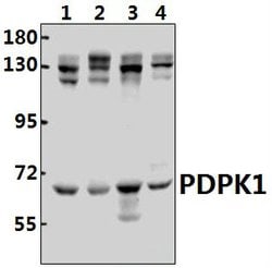 Invitrogen PDPK1 Polyclonal Antibody 100 &mu;L; Unconjugated:Antibodies,