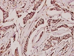 Invitrogen GAD65/GAD67 Polyclonal Antibody 100 &mu;L; Unconjugated:Antibodies,