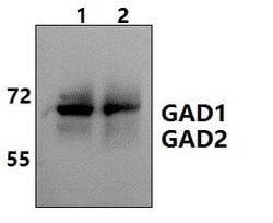 Invitrogen GAD65/GAD67 Polyclonal Antibody 100 &mu;L; Unconjugated:Antibodies,