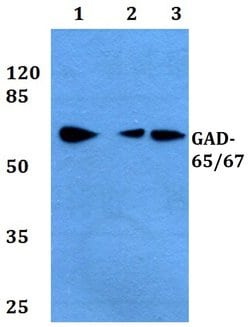 Invitrogen GAD65/GAD67 Polyclonal Antibody 100 &mu;L; Unconjugated:Antibodies,