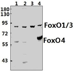 Invitrogen FOXO1/FOXO3/FOXO4 Polyclonal Antibody 100 &mu;L; Unconjugated:Antibodies,