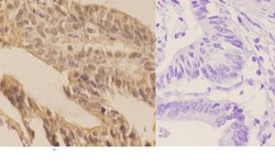 Invitrogen SENP7 Polyclonal Antibody 100 &mu;L; Unconjugated:Antibodies,