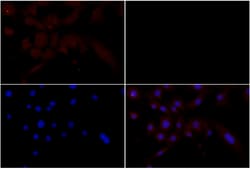 Invitrogen MSK1 Polyclonal Antibody 100 &mu;L; Unconjugated:Antibodies,