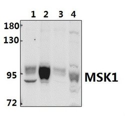 Invitrogen MSK1 Polyclonal Antibody 100 &mu;L; Unconjugated:Antibodies,