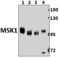 Invitrogen MSK1 Polyclonal Antibody 100 &mu;L; Unconjugated:Antibodies,