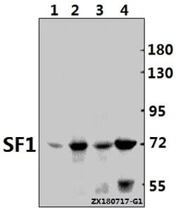 Invitrogen SF1 Polyclonal Antibody 100 &mu;L; Unconjugated:Antibodies,