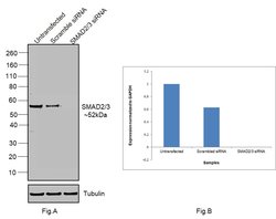 SMAD2/SMAD3 Polyclonal Antibody, Invitrogen&trade; 100 &mu;L; Unconjugated 