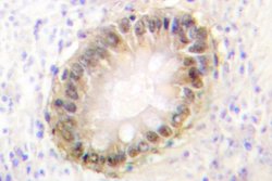 Invitrogen SMAD2/SMAD3 Polyclonal Antibody 100 &mu;L; Unconjugated:Antibodies,