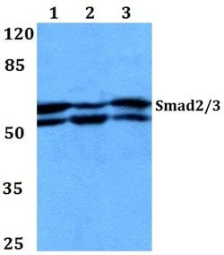 SMAD2/SMAD3 Polyclonal Antibody, Invitrogen&trade; 100 &mu;L; Unconjugated 