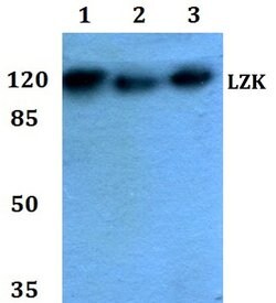 LZK Polyclonal Antibody, Invitrogen 100 &mu;L; Unconjugated:Antibodies,