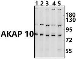 Invitrogen AKAP10 Polyclonal Antibody 100 &mu;L; Unconjugated:Antibodies,