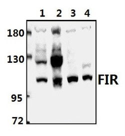 Invitrogen FIR Polyclonal Antibody 100 &mu;L; Unconjugated:Antibodies,