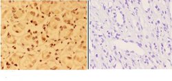 Invitrogen ALX3 Polyclonal Antibody 100 &mu;L; Unconjugated:Antibodies,