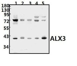 Invitrogen ALX3 Polyclonal Antibody 100 &mu;L; Unconjugated:Antibodies,