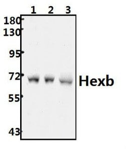 Invitrogen HEXB Polyclonal Antibody 100 &mu;L; Unconjugated:Antibodies,