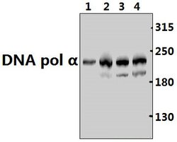 Invitrogen POLA1 Polyclonal Antibody 100 &mu;L; Unconjugated:Antibodies,