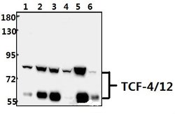 Invitrogen TCF4/TCF12 Polyclonal Antibody 100 &mu;L; Unconjugated:Antibodies,