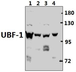 Invitrogen UBF-1 Polyclonal Antibody 100 &mu;L; Unconjugated:Antibodies,