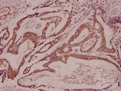 Invitrogen CDK11B Polyclonal Antibody 100 &mu;L; Unconjugated:Antibodies,