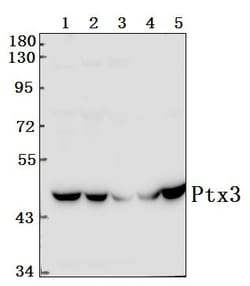 Invitrogen PTX3 Polyclonal Antibody 100 &mu;L; Unconjugated:Antibodies,