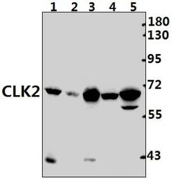 Invitrogen CLK2 Polyclonal Antibody 100 &mu;L; Unconjugated:Antibodies,