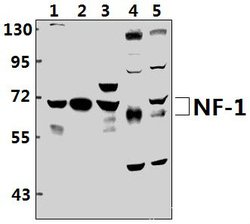 NFI Polyclonal Antibody, Invitrogen 100 &mu;L; Unconjugated:Antibodies,