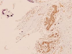 Invitrogen TRAP220 Polyclonal Antibody 100 &mu;L; Unconjugated:Antibodies,