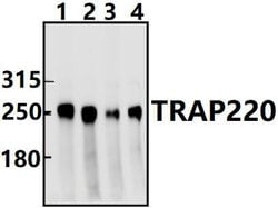 Invitrogen TRAP220 Polyclonal Antibody 100 &mu;L; Unconjugated:Antibodies,