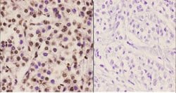 Invitrogen C/EBP epsilon Polyclonal Antibody 100 &mu;L; Unconjugated:Antibodies,