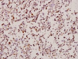 Invitrogen ARMX2 Polyclonal Antibody 100 &mu;L; Unconjugated:Antibodies,