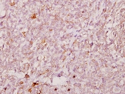 Invitrogen FOXJ1 Polyclonal Antibody 100 &mu;L; Unconjugated:Antibodies,
