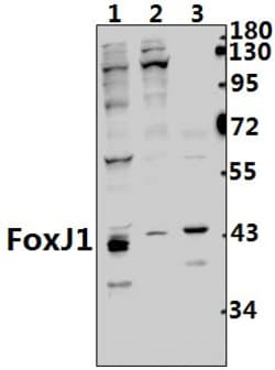 Invitrogen FOXJ1 Polyclonal Antibody 100 &mu;L; Unconjugated:Antibodies,