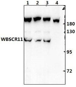 Invitrogen GTF2IRD1 Polyclonal Antibody 100 &mu;L; Unconjugated:Antibodies,