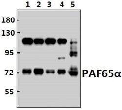 Invitrogen TAF6L Polyclonal Antibody 100 &mu;L; Unconjugated:Antibodies,