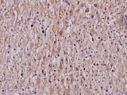 Invitrogen Cytochrome P450 Pan Polyclonal Antibody 100 &mu;L; Unconjugated:Antibodies,