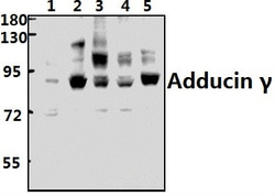 Invitrogen gamma Adducin Polyclonal Antibody 100 &mu;L; Unconjugated:Antibodies,