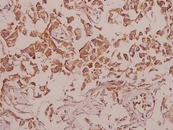 Invitrogen CDH18 Polyclonal Antibody 100 &mu;L; Unconjugated:Antibodies,