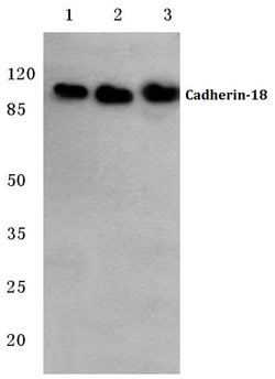 Invitrogen CDH18 Polyclonal Antibody 100 &mu;L; Unconjugated:Antibodies,