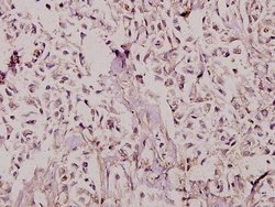 Invitrogen TAFII p135/p105 Polyclonal Antibody 100 &mu;L; Unconjugated:Antibodies,