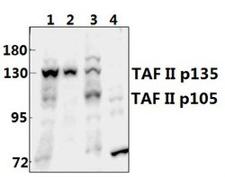 Invitrogen TAFII p135/p105 Polyclonal Antibody 100 &mu;L; Unconjugated:Antibodies,