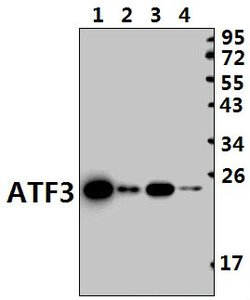 Invitrogen ATF3 Polyclonal Antibody 100 &mu;L | Buy Online | Invitrogen&trade; | Fisher Scientific