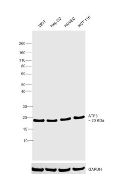 Invitrogen ATF3 Polyclonal Antibody 100 &mu;L | Buy Online | Invitrogen&trade; | Fisher Scientific