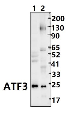 Invitrogen ATF3 Polyclonal Antibody 100 &mu;L | Buy Online | Invitrogen&trade; | Fisher Scientific